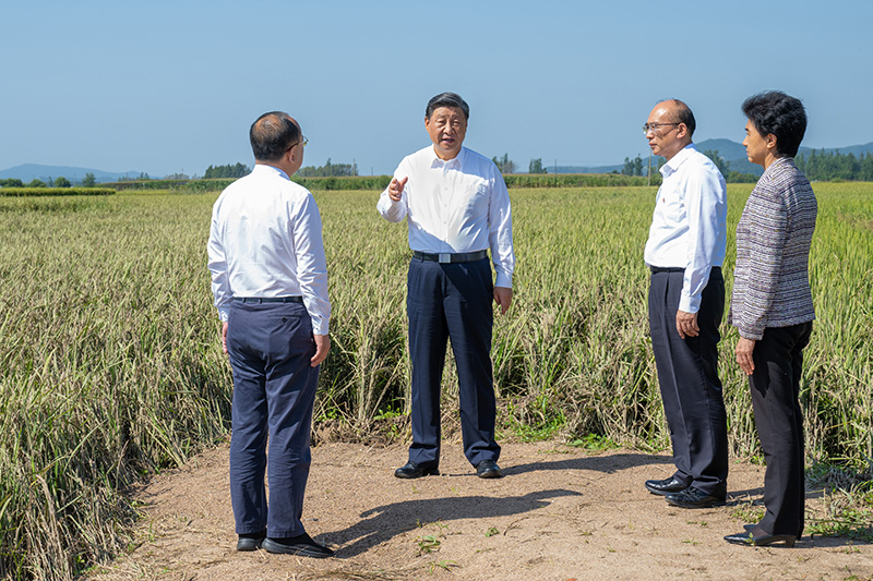 9月6日至8日，中共中央總書記、國(guó)家主席、中央軍委主席習(xí)近平在黑龍江考察。這是7日上午，習(xí)近平在遭受洪澇災(zāi)害的哈爾濱尚志市老街基鄉(xiāng)龍王廟村，察看水稻受災(zāi)情況。